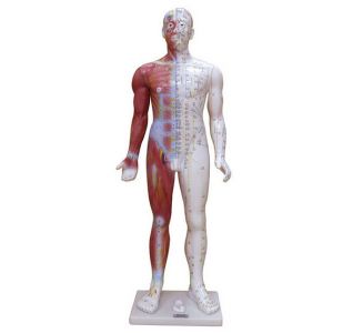 Accurate simulation of human meridians, 14 meridian model to help acupuncture learning