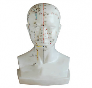  The head acupuncture model is leading the new industry standard