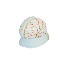 Why not let the cerebral artery model be your go-to aid in anatomical learning?