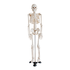 The function of an 85cm human skeleton model