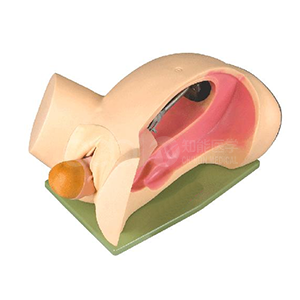 The role of the teaching model of the delivery mechanism