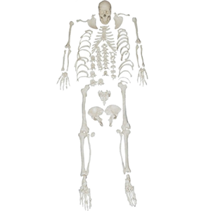 BIX-A1007 Guide: Osteology Training with a Whole-Body Disarticulated Skeleton Model