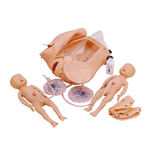 BIX-F52 Guide: Obstetric Delivery Mechanism Teaching with an Advanced Delivery Mechanism Model