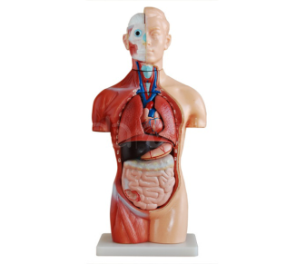 BIX-A1047 Guide: 42cm Asexual Torso Model, 18 Parts — The Desk-Scale Anatomy Station
