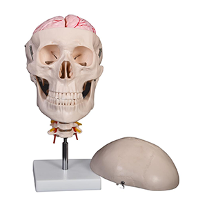ADA-135E Skull, 8-Part Brain & Cervical Spine Model