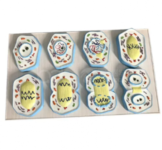 BMN/HB133 Meiosis Model: 9-Part Cell Division Teaching