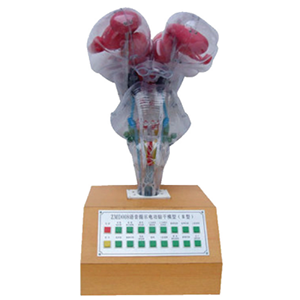 BIX-A2105 Electric Brainstem Model: Nuclei & Voice Cues