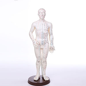 Human acupuncture model