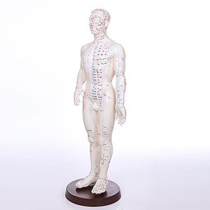Male Human acupuncture model