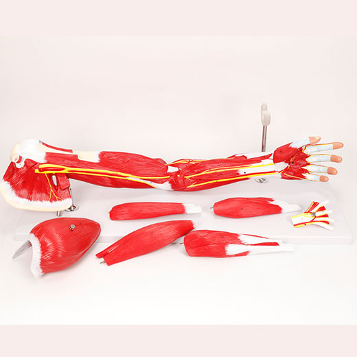 Upper Limb Muscle Anatomy Model