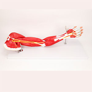 Muscle Anatomy Model