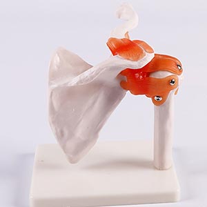 Shoulder joint model