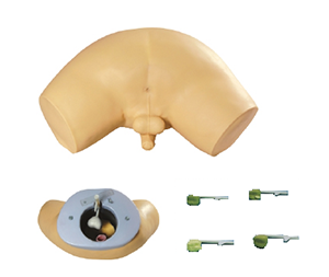Prostate test model