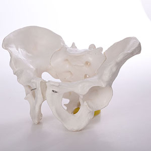 skeletal anatomy model