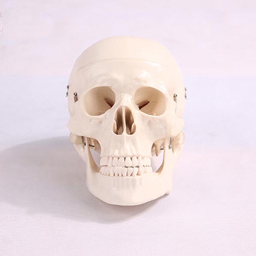 Skull models