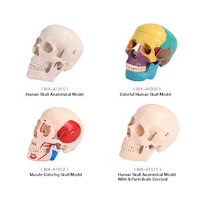 Human skeleton model