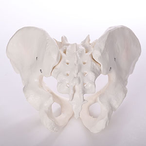 Pelvis model