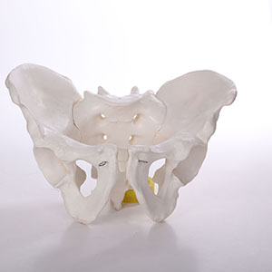 human skeleton model