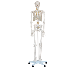 180CM human skeleton model