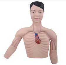 PICC interventional training model