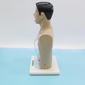 Medical nursing model