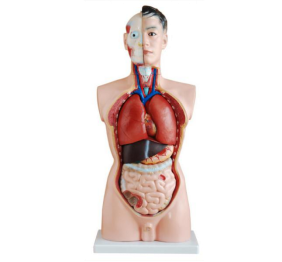 Male torso model