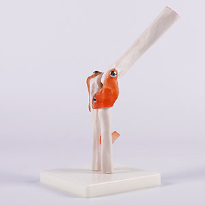 Elbow joint model