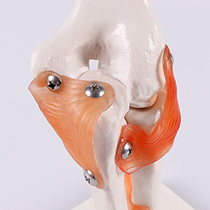 skeletal joint model