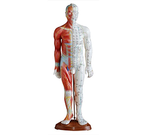 Standard acupuncture point model